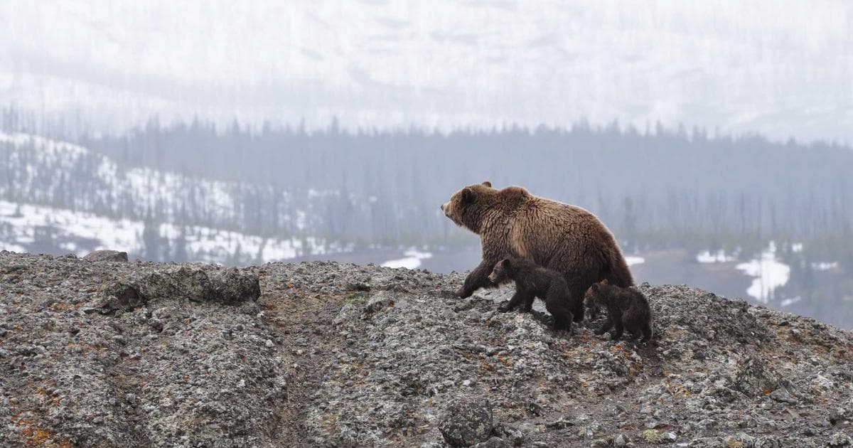 Dynamics 365 Customer Engagement development environment showing Dataverse schema, plugin code, and PCF component framework