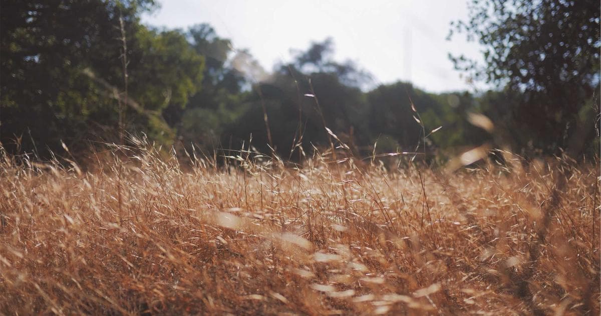 Digital shield and lock overlay on Singapore cityscape representing cybersecurity defense